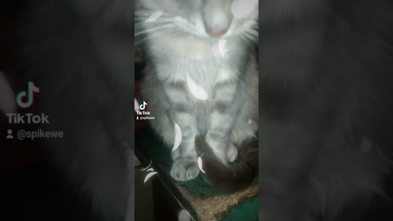 My cat my love Steel Soul pet