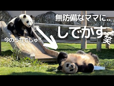 パンダのまま それ反則技wママもびっくり😳イタズラからの超絶かわいいひとり遊び