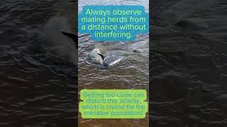 What is a manatee mating herd?