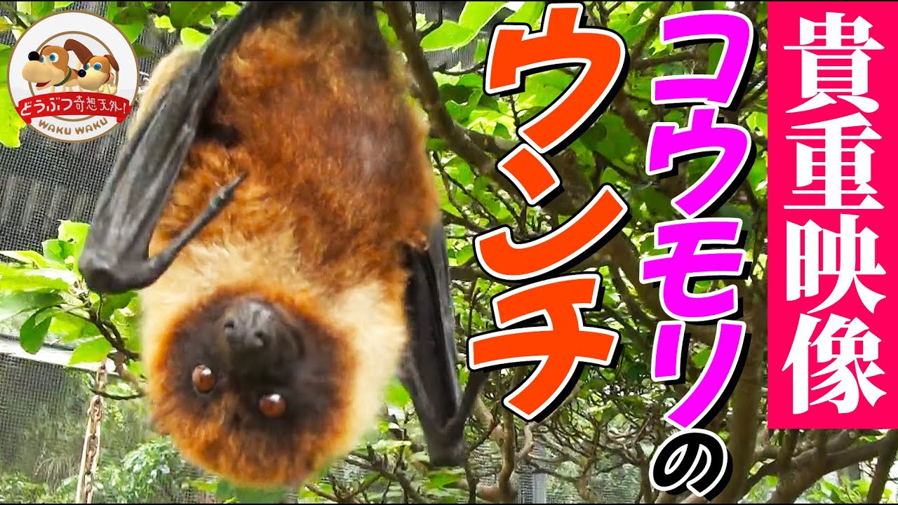貴重映像 オリイオオコウモリはウンチするとき になる 沖縄こどもの国の飼育員さんが解説 どうぶつ奇想天外 Wakuwaku Youtube 貴重映像 オリイオオコウモリはウンチするとき になる 沖縄こどもの国の飼育員さんが解説 どうぶつ奇想天外 Wakuwaku Youtube