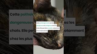 The most common diseases in cats