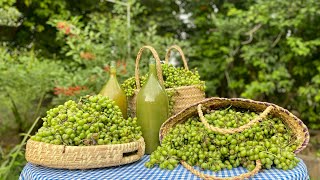how Making sour grape juice(ab ghore) village life iran