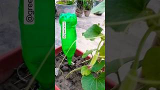 How to propagate organic vegetables from terrace garden.. shorts vegitables