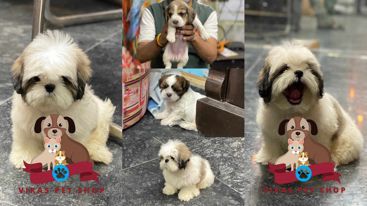 Special quality pets from VIKAS PET SHOP part 11 YouTube