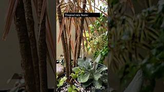 My plants &amp; tropical rain #nature #plants #shortvideo #rain #shorts