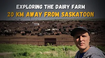 Exploring The Dairy 🧈 Farm. Which is 20 KM away from Saskatoon City. Saskatchewan Province