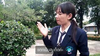 พรรณไม้ภายในวิทยาลัยเทคนิคเพชรบูรณ์ : ต้นตะโกนา (ตัวเต็ม)