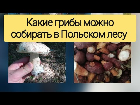 ГРИБЫ В ЛЕСАХ ПОЛЬШИ // КАК СОБИРАТЬ ГРИБЫ //ГДЕ СОБИРАТЬ ГРИБЫ, КАК РАСПОЗНАТЬ ГРИБЫ, РЕЦЕПТ ГРИБОВ