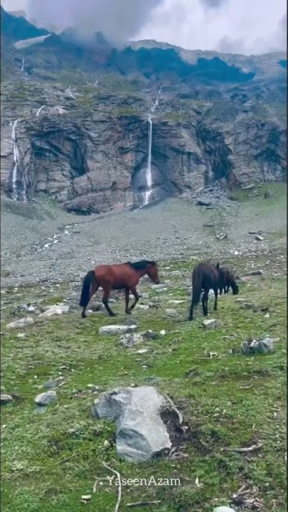 Beautiful Horse Mating.