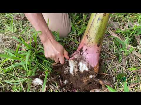 Bananas & Plantains, how to grow & use with Wade Bauer 5 min. mini-class, full class Saturday