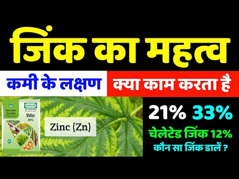 वीडियो: पौधों के लिए जिंक - पौधों में जिंक की कमी को ठीक करना और बहुत अधिक जिंक के प्रभाव