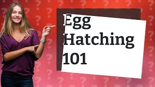 How do you hatch an egg step by step?