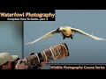 Waterfowl Photography Part 2   Wild Photo Adventures