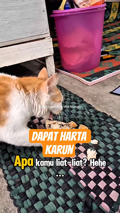 Kucing Dapet Harta Karun di Sampah.#kucinglucu #kucinggemes #funnycat #catshorts #kucingviral