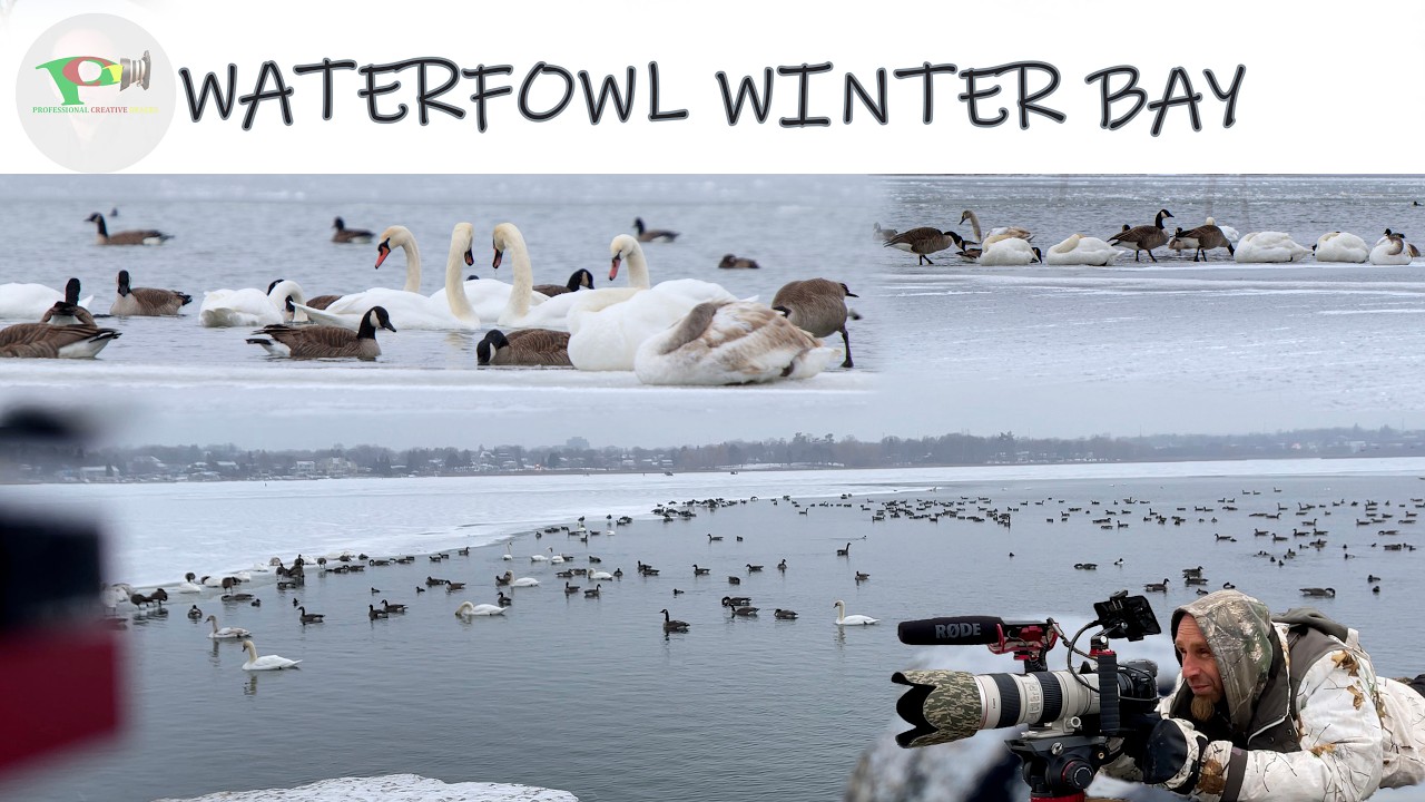 Waterfowl Winter Bay at PWF FB
