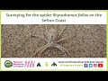 Surveying for the spider Rhysodromus fallax on the Sefton Coast with Richard Gallon