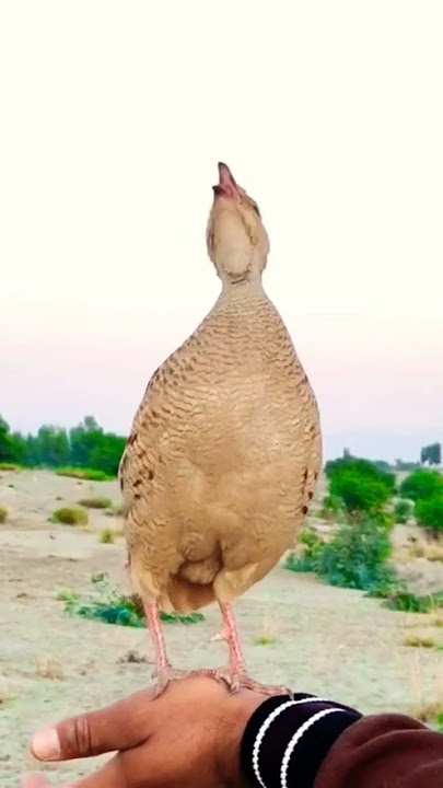 Irani Teetar Ki Awaaz Teetar Ka Sound #iraniteetarkiawaz #teetarsound #shortvideo #shorts #short