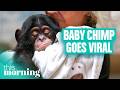 Meet the Couple Raising a Baby Chimp Like Their Own Child | This Morning