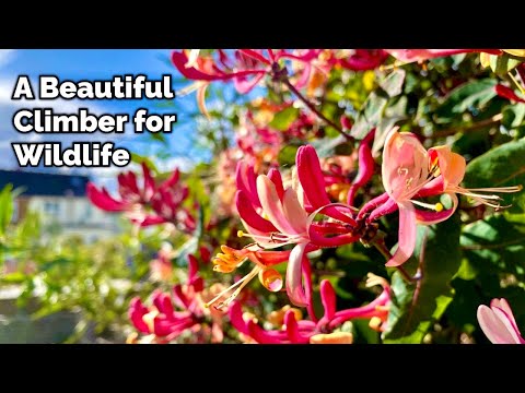 Honeysuckle - One Of The BEST Climbers For Your Garden