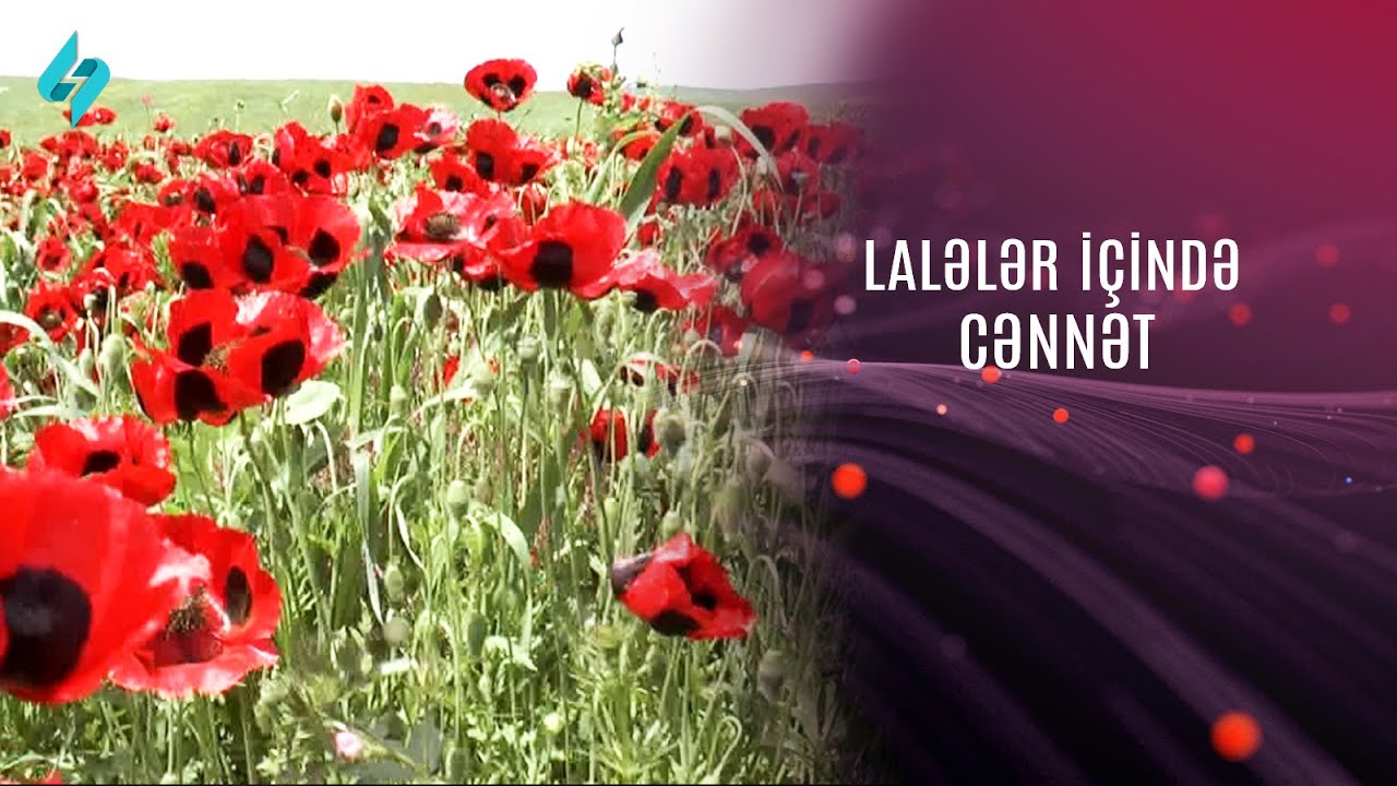 Bu bahar Şamaxının Kələxana kəndi lalələr içində bir cənnətə çevrilib @Kanal-S