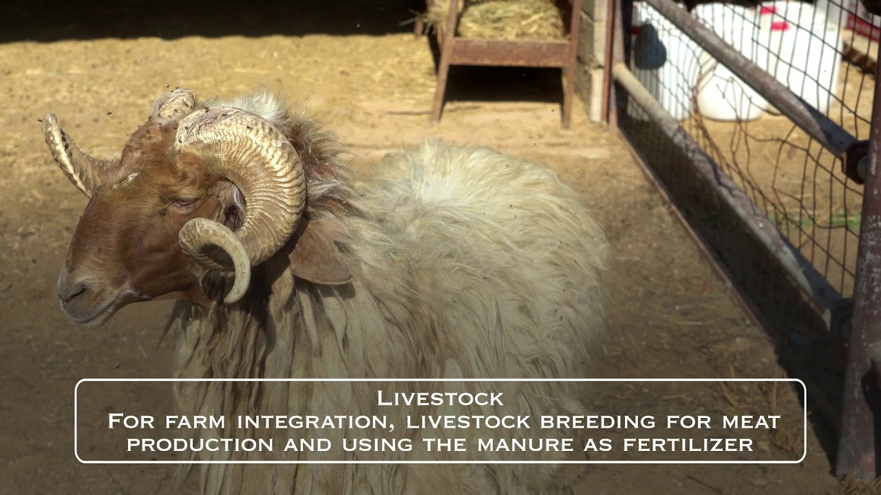 LIVESTOCK YouTube