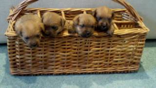Norfolk Terrier Puppies