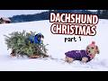 Ep#6: QUARANTINE CHRISTMAS - Cute Dachshunds Get Ready for The Holidays!