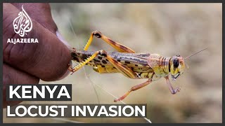 Kenya locust threat: Fears second wave will be worse for harvests