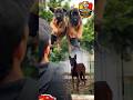 🔥 Belgian Malinos Looking For Loving Homes 🏡 Bengaluru Puppies ♥️ #shorts #malinois