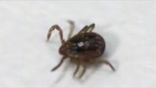 DEADLY TICK ESCAPES DURING PRESS CONFERENCE WARNING THE PUBLIC ABOUT DEADLY TICKS