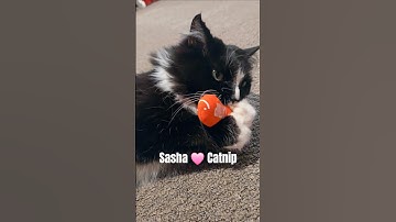 Sasha having fun playing with her catnip toy😊 #cats #catsofyoutube #tuxedocat #funnycat #rescuecat