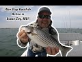 Non Stop Striped Bass (aka Rockfish) Action in Ocean City, Maryland