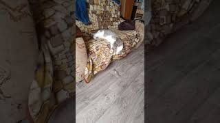 Саган как всегда задуряется #саган #зверьемое #cat #домашниеживотные #домашнийкот
