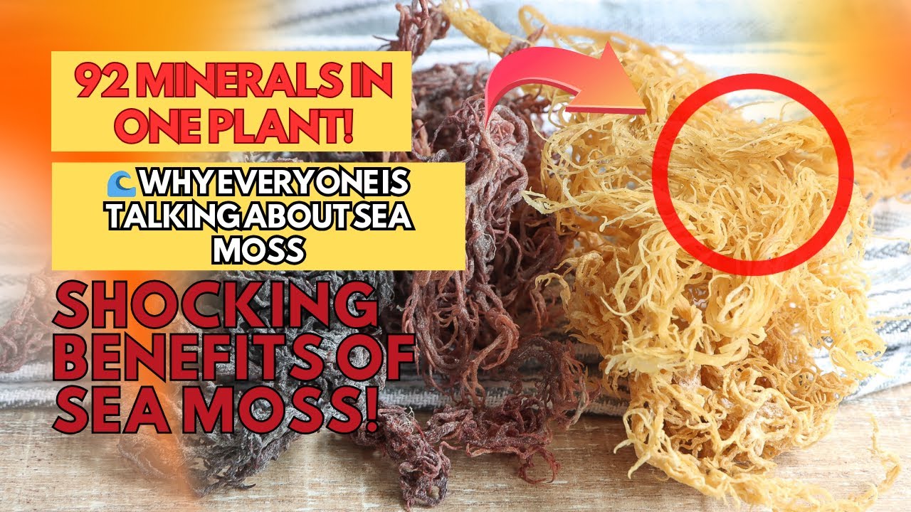 92 минерала в одном растении! 🌊 Почему все говорят о морских водорослях