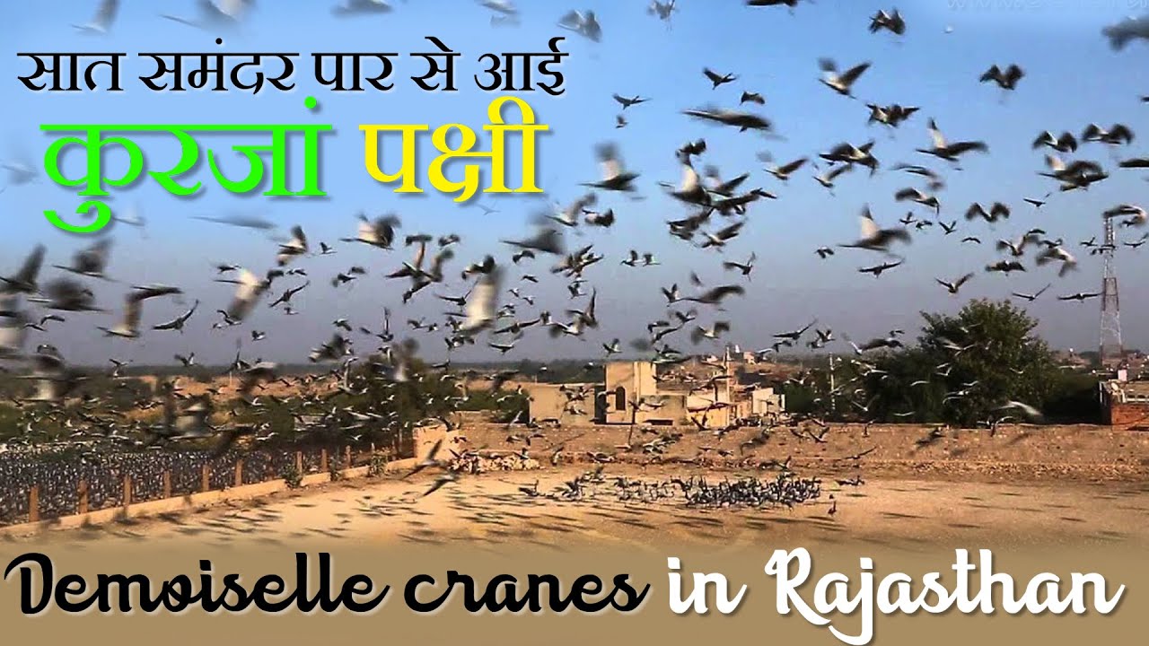     Demoiselle Cranes Migrant Birds in Khichan Rajasthan India