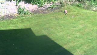 Fox In Back Garden (18-06-2012).avi by EgoShredder 114 views 11 years ago 2 minutes, 40 seconds