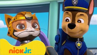 Patrulha Canina | Melhores Missões e Aventuras da Patrulha Canina com a Turma dos Gatos! | Nick Jr.