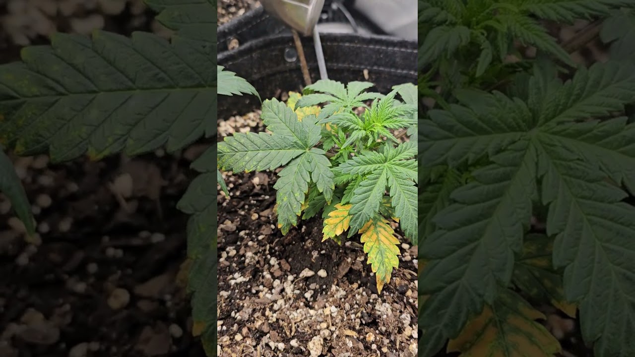 smoking monkey genetics day 20 update 😁🔥🔥