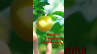 Beautiful Nature with Rural Life  - Harvest yellow plums an fypシ viral video  shorts video  Y