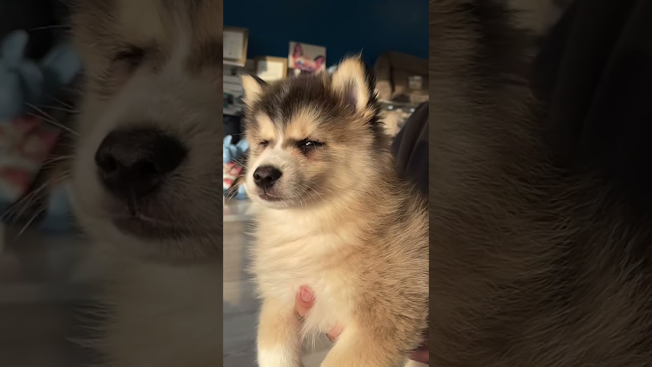 🎶🐾 Pawfect Beats 🥰  