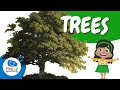 Understanding the Importance of Trees