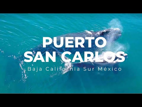 Preparados para un Increible Safari en Puerto San Carlos Baja California Sur México Episodio #1