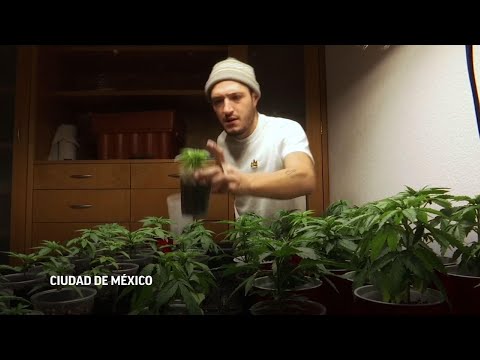 Vídeo: México Aprueba Ley De Legalización De Drogas - Matador Network