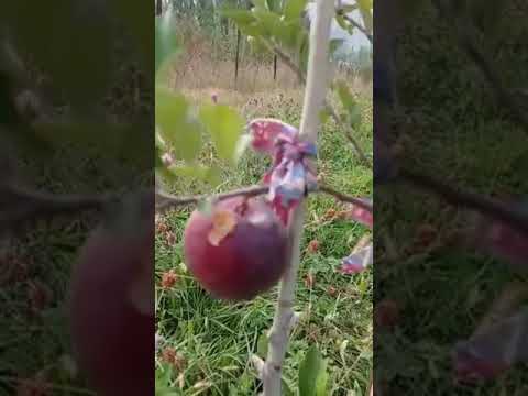 Video: Syzygium тунук, же Суу алмасы