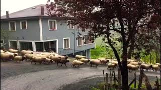 Koyunlar Meeeee liyor -Çocuklar için eğlenceli videolar