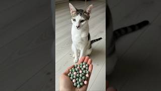 Beads ASMR 😻 Satisfying Reverse Cat Vibes 🧶#shorts #cat #beads #asmrcat #satisfyingvideo