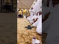 زيارة شيخ قبيله بلي بمصر الي السعوديه منطقه تبوك