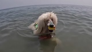 Poodle joins water rescue squad in Spain