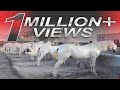 Horses OF SULTAN UL FAQR "Asp-e-Sultan اسپِ سلطان "  Complete Documentary