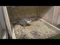 29 Mar 2020, Day in a Minute, 7a-7p, Pitt peregrines, new male visits again